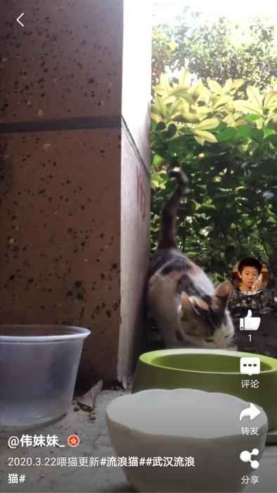 网友“伟妹妹”在微博上更新自己救助流浪猫的视频。