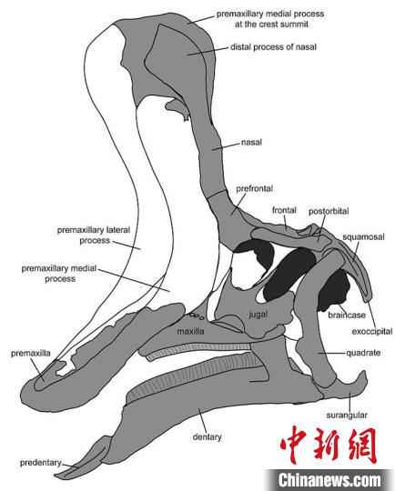 棘鼻青岛龙头骨复原图(参考Prieto-Márquez和Wagner，2013)。研究团队供图