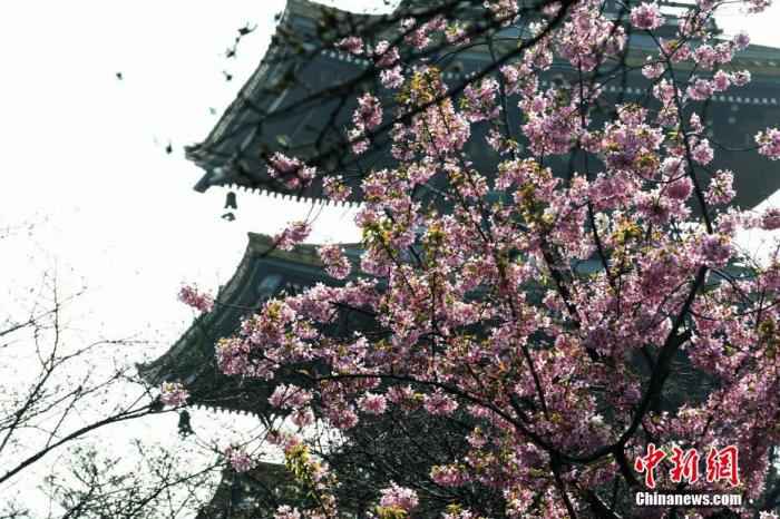 资料图：3月14日，湖北武汉，东湖磨山樱园樱花静静绽放，为人们送来了春天的气息。 /p中新社记者 安源 摄