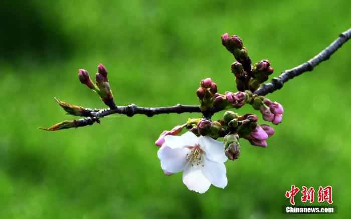 资料图：3月14日，湖北武汉，东湖磨山樱园樱花静静绽放，为人们送来了春天的气息。 /p中新社记者 安源 摄