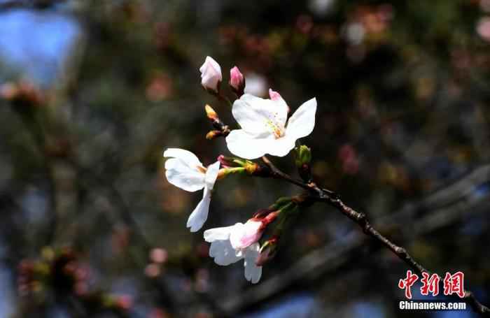 资料图：3月14日，湖北武汉，东湖磨山樱园樱花静静绽放，为人们送来了春天的气息。 /p中新社记者 安源 摄