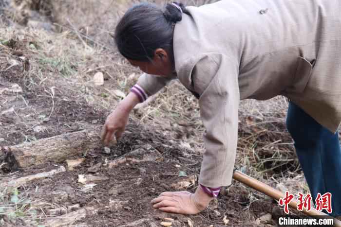 山里的农民在林中平整“斜地陡坡”，种植中药材。　闫姣 摄