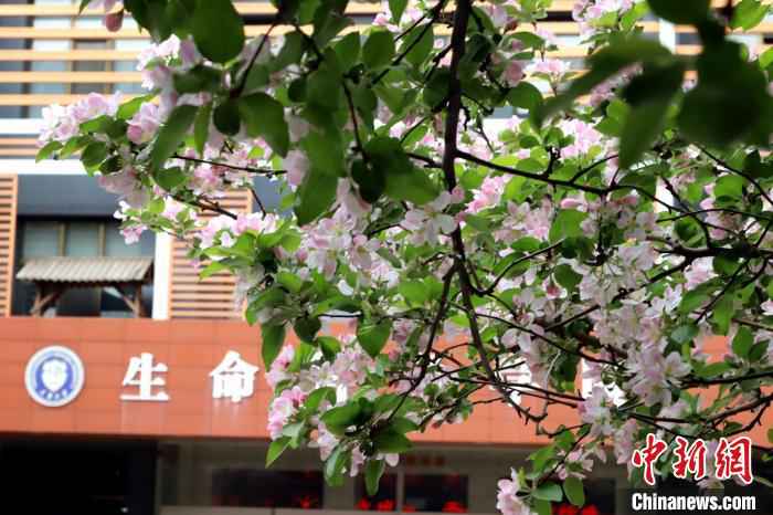图为天津大学海棠花开。　张道正 摄