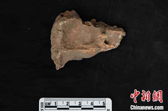 山东扁扁洞一具约9500年前个体的颞骨。中科院古脊椎所 高伟 供图