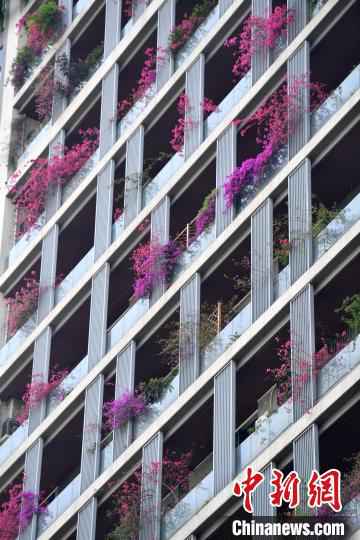 粉色的、紫色的花瓣将整栋楼外墙装点成“花墙”。　张浪 摄