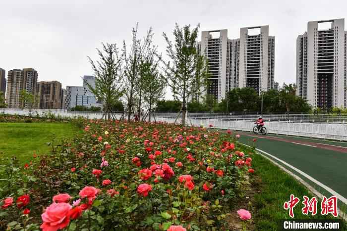 5月31日，北京市首条自行车专用路——昌平回龙观至海淀上地自行车专用路开通满一年，总骑行量超过140万辆次。 北京市昌平区供图