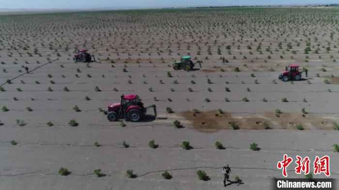 图为金塔县民众在戈壁荒滩机械化种植梭梭树场景。　金塔县委宣传部供图 摄