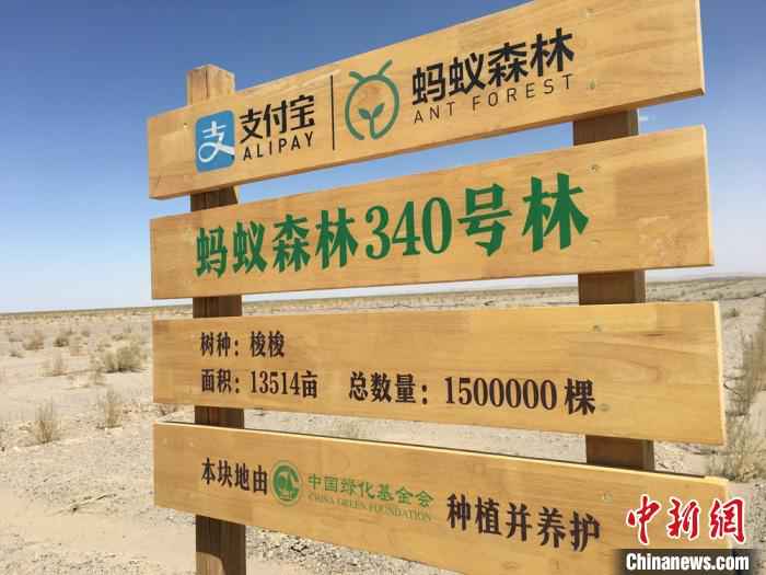 自2019年开始，中国绿化基金会运作的“蚂蚁森林”公益造林项目进入金塔县。　张婧 摄