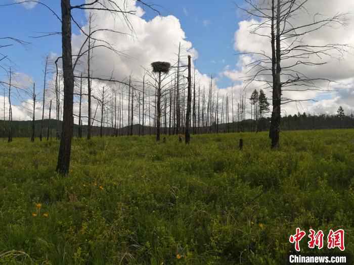 黑龙江南瓮河湿地内首次拍摄到东方白鹳巢穴。　刘曙光 摄