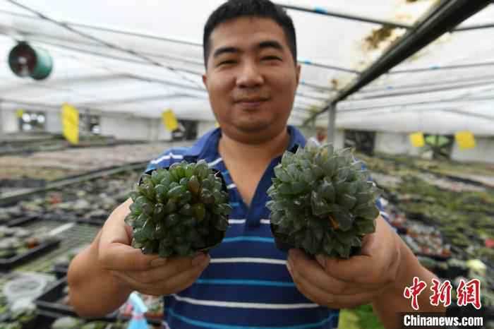 6月18日，倪鑫鑫展示多肉植物。　韩苏原 摄