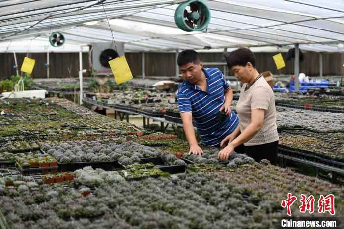 6月18日，倪鑫鑫和母亲一起查看多肉植物生长情况。　韩苏原 摄