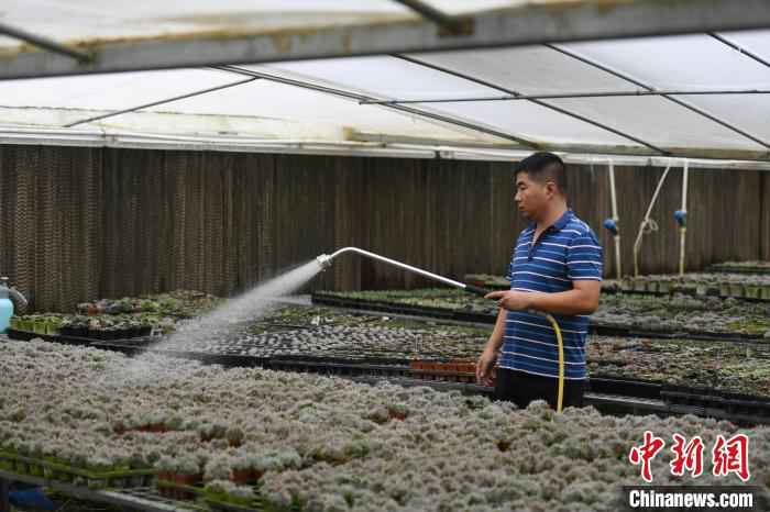6月18日，倪鑫鑫在给多肉植物浇水。　韩苏原 摄