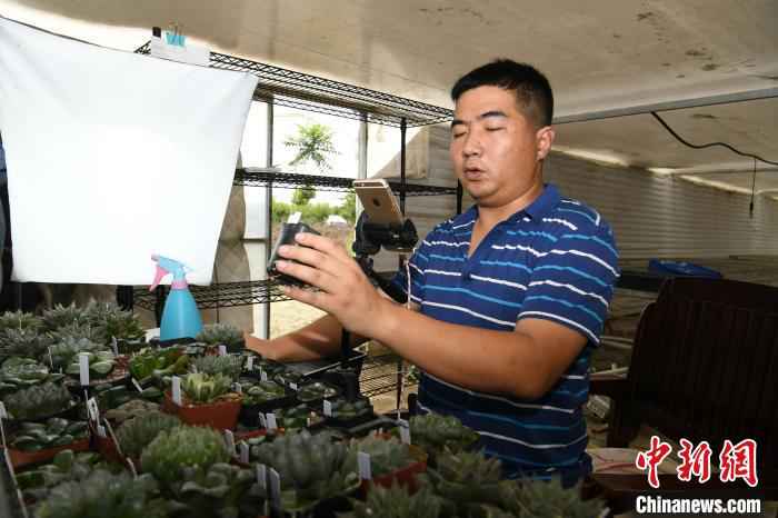 6月18日，倪鑫鑫在直播间里向顾客推荐多肉植物。　韩苏原 摄
