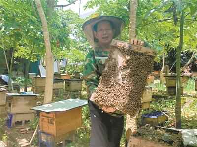 72岁蜂农深圳养蜂 40年奋斗生活越来越甜