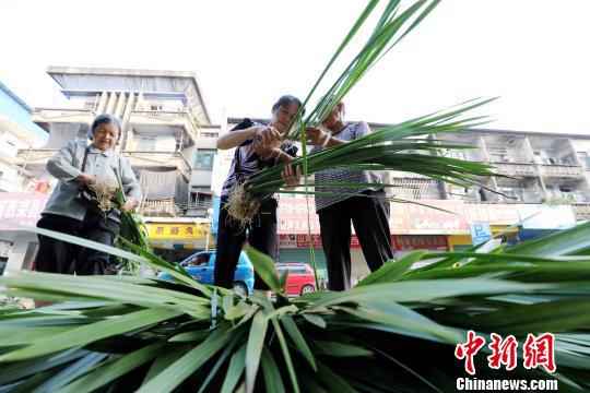 资料图：民众在选购菖蒲。　谭凯兴 摄