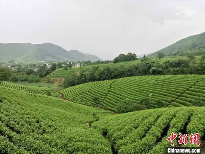 安吉黄杜茶园 施紫楠 摄