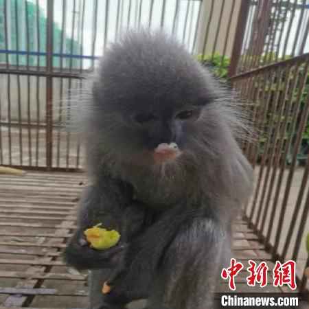 图为受到救助的灰叶猴。云南省公安厅供图