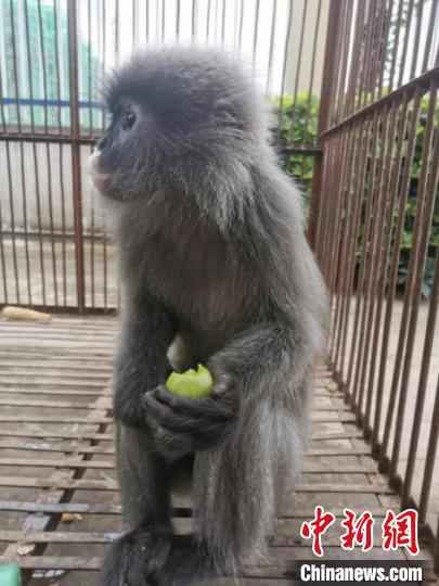 图为受到救助的灰叶猴。云南省公安厅供图