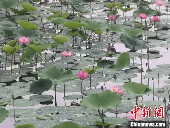 新疆博湖县百万株荷花进入盛花期，赏花正当时。　郭玉顺 摄