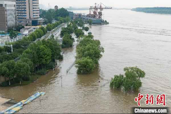 受上游来水影响，长江南京下关段水位持续上涨。图为航拍长江南京下关段岸边生长的树木被淹。　泱波 摄