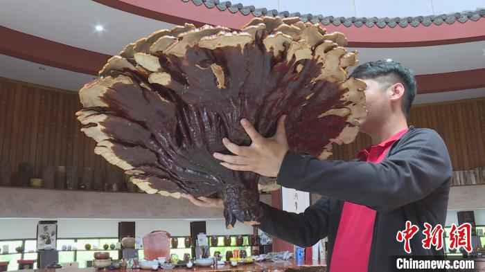图为在昌宁县发现的巨型灵芝菌。　昌宁县融媒体中心供图 摄