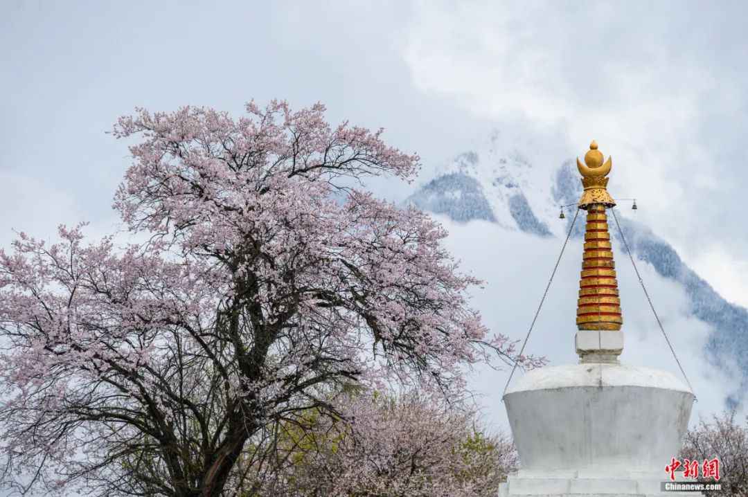 “雪域江南”、“人间净地” 人这辈子一定要去趟林芝