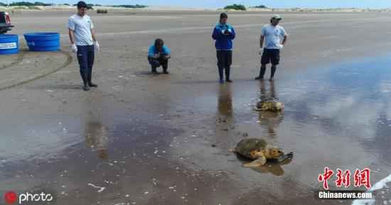 资料图：阿根廷海龟误食塑料垃圾引发致命感染，获救助痊愈重返海洋。