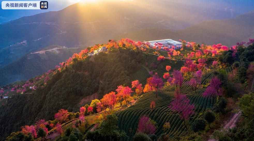  云南无量山即将进入赏花季 11月25日全面恢复开放