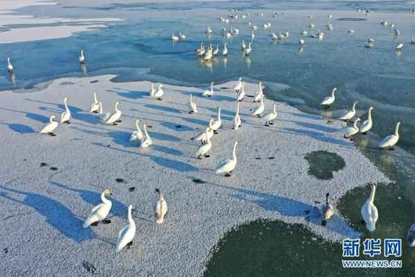  甘肃张掖：大批白天鹅“打卡”黑河湿地