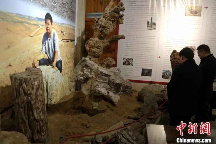图为姜开峰在中国新疆参加地质考察时候收集的原生木化石。　沙见龙 摄
