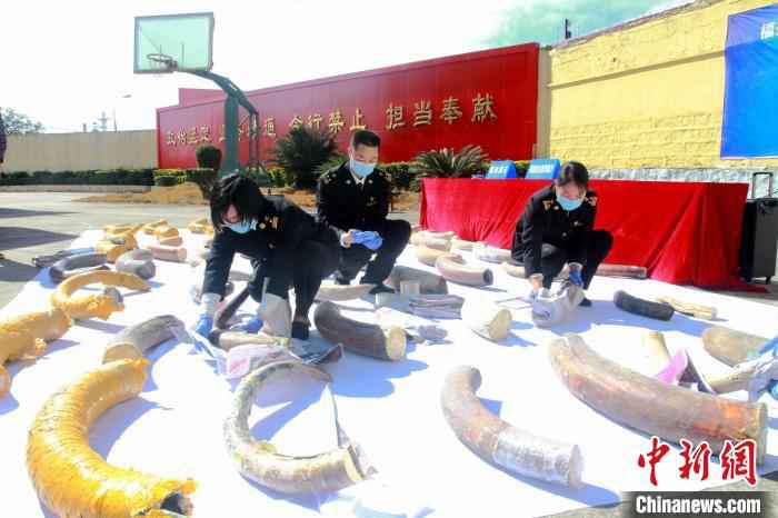 福州海关工作人员对猛犸象牙化石进行保护性包扎。福州海关供图