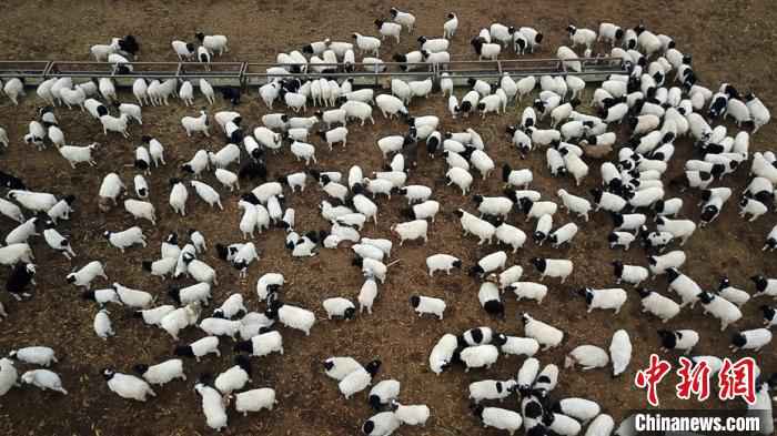 春节前，新疆和硕县塔哈其镇今年产的小羊羔。　确·胡热 摄