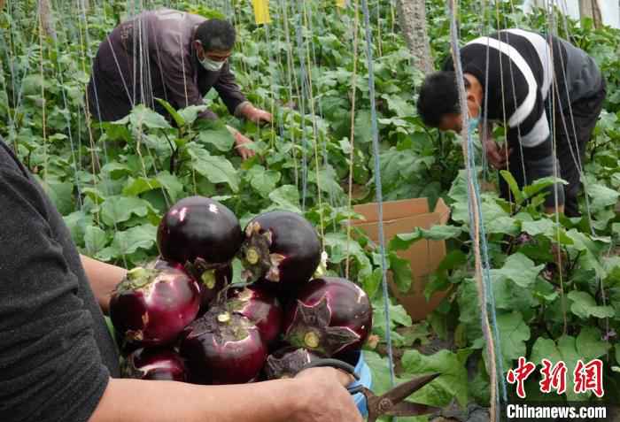 春节前，新疆和硕县曲惠镇冬都呼都格村蔬菜大棚里，农民在采摘果菜。　确·胡热 摄