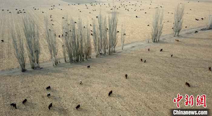 在新疆和硕县曲惠镇冬都呼都格村，牧民在放母牛。　确·胡热 摄