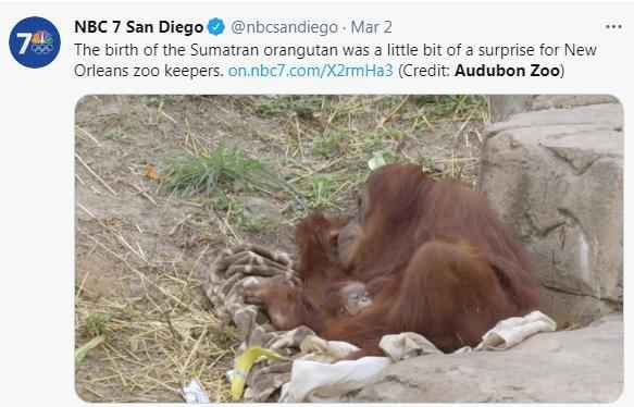 奥杜邦动物园迎来苏门答腊猩猩宝宝的诞生。图片来源：美国全国广播公司(NBC)旗下媒体社交账号截图