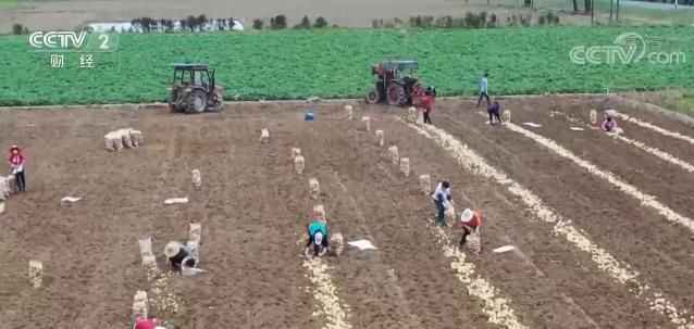  又是一年春来早 | 万亩马铃薯迎丰收量价齐升 广东各地将逐步转为春耕阶段