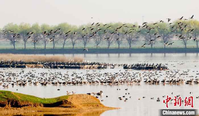 图为候鸟在府河湿地栖息 张畅 摄