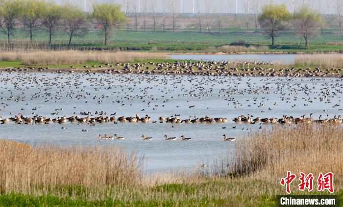 图为府河湿地的候鸟们 张畅 摄