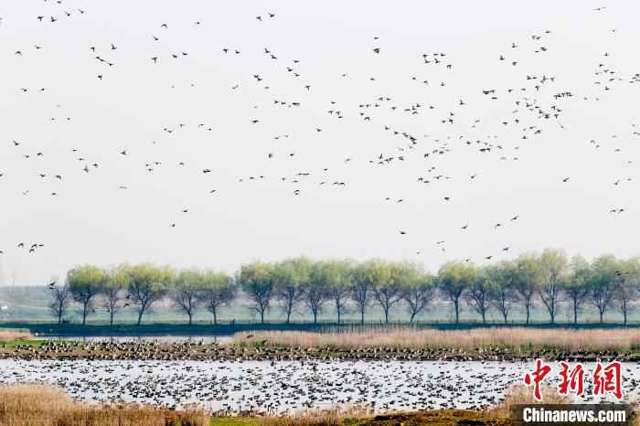 图为府河湿地吸引了众多候鸟　张畅　摄