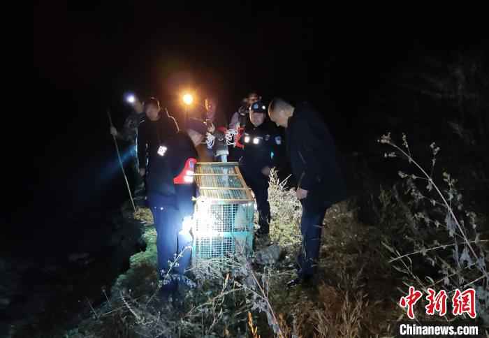 救助野生大熊猫 雅安警方 供图 