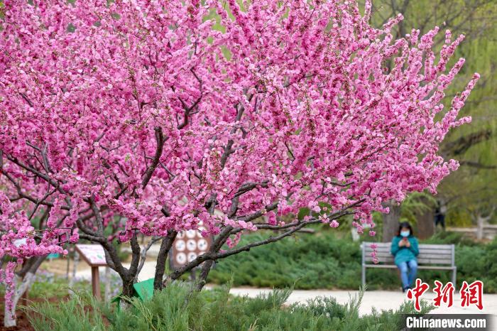 春暖花开的北京西山国家森林公园。　何建勇 摄