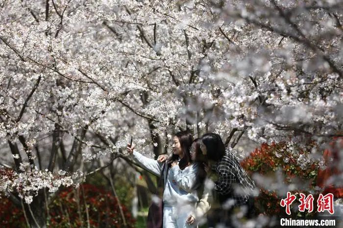 花粉过敏，鲜花是“主凶”么？如何在高发季做好防护