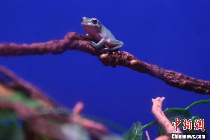 海底世界还推出了无尾目主题蛙展，包括白氏树蛙、大泛树蛙、角蛙、猫眼珍珠蛙(小丑蛙)、华西雨蛙。　泱波 摄