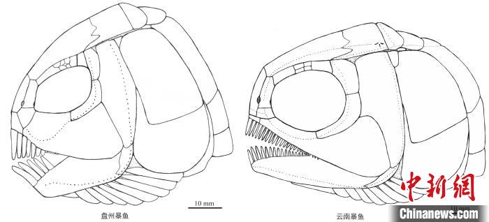 “盘州暴鱼”与“云南暴鱼”头骨比较图。徐光辉 供图