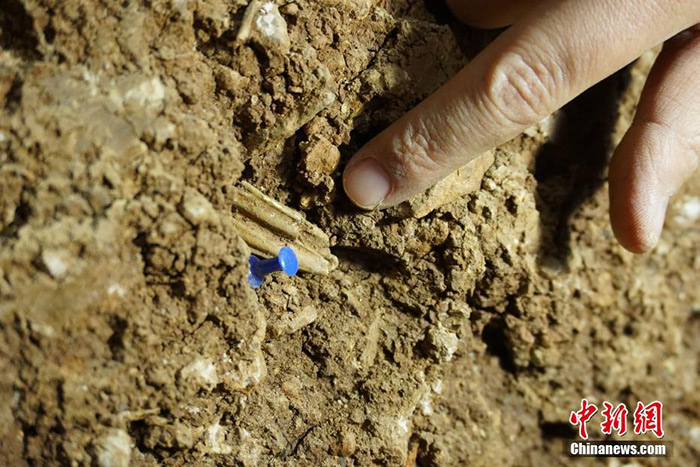 图为4月9日拍摄的考古人员发现的一处动物牙齿的出土物。/p中新社记者 李超庆 摄
