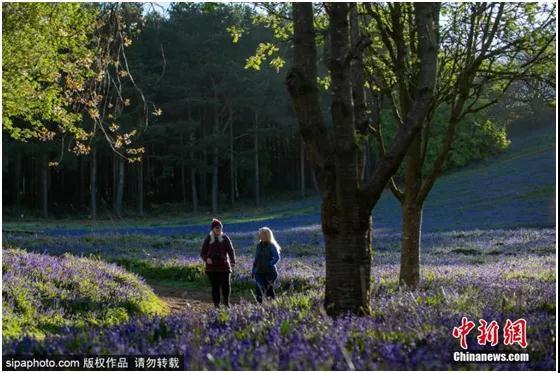 资料图：英国山坡开满蓝色风铃草。图片来源：Sipaphoto