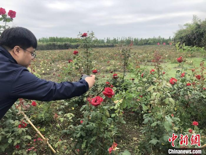 游客在室外玫瑰花基地拍照。　于从文 摄