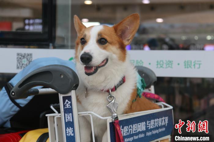 萌宠乘机。　三亚机场供图