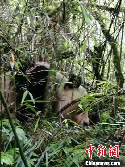 巡护员偶遇野生大熊猫。　四川雪宝顶国家级自然保护区平武泗耳保护站供图