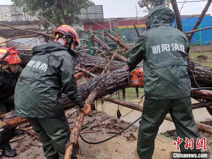  图为朝阳消防对现场枯树进行分解处置。　北京朝阳消防供图